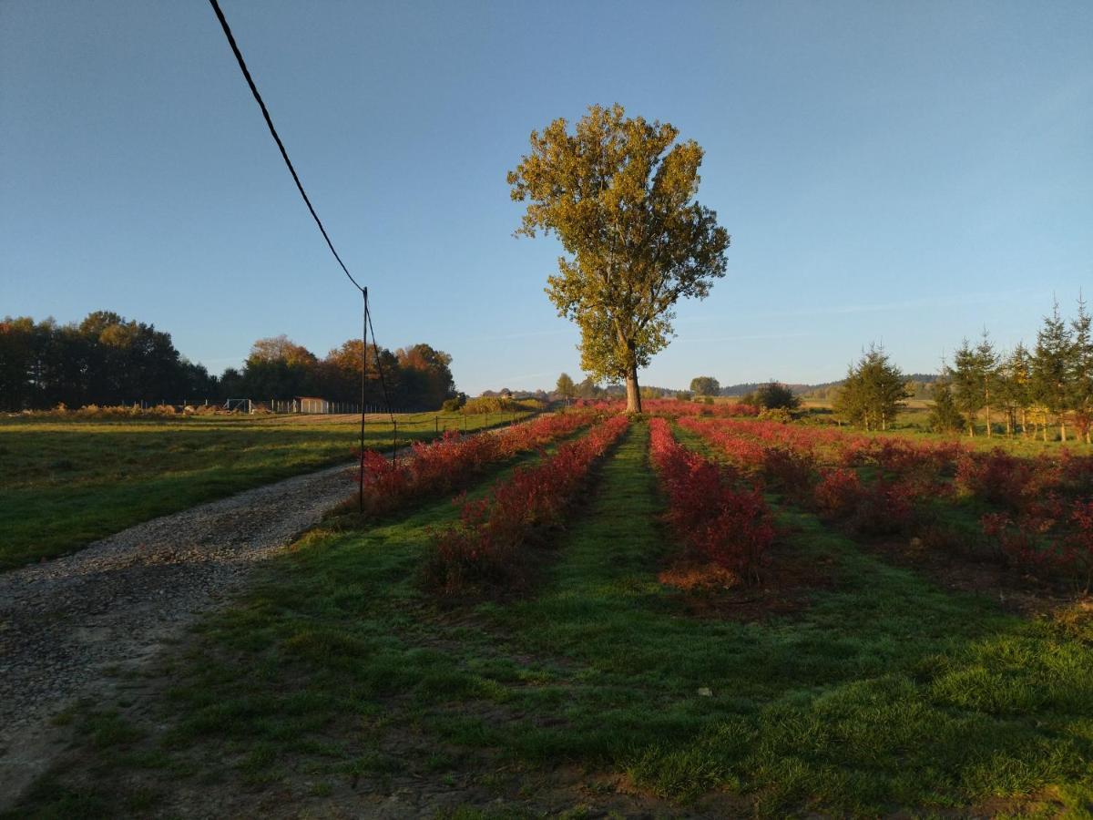 Gospodarstwo Agroturystyczne Borówkowy Bukiet Smaków Iwkowa Exterior foto