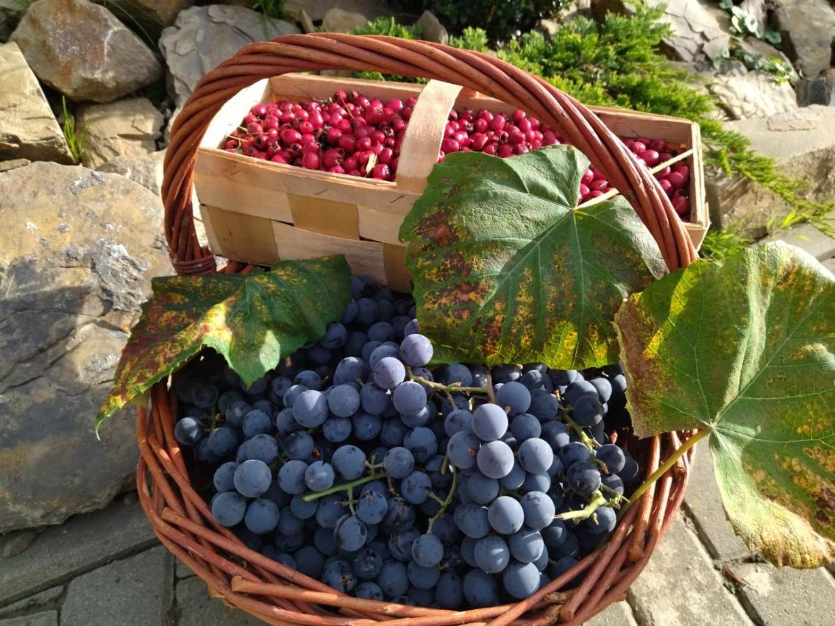 Gospodarstwo Agroturystyczne Borówkowy Bukiet Smaków Iwkowa Exterior foto