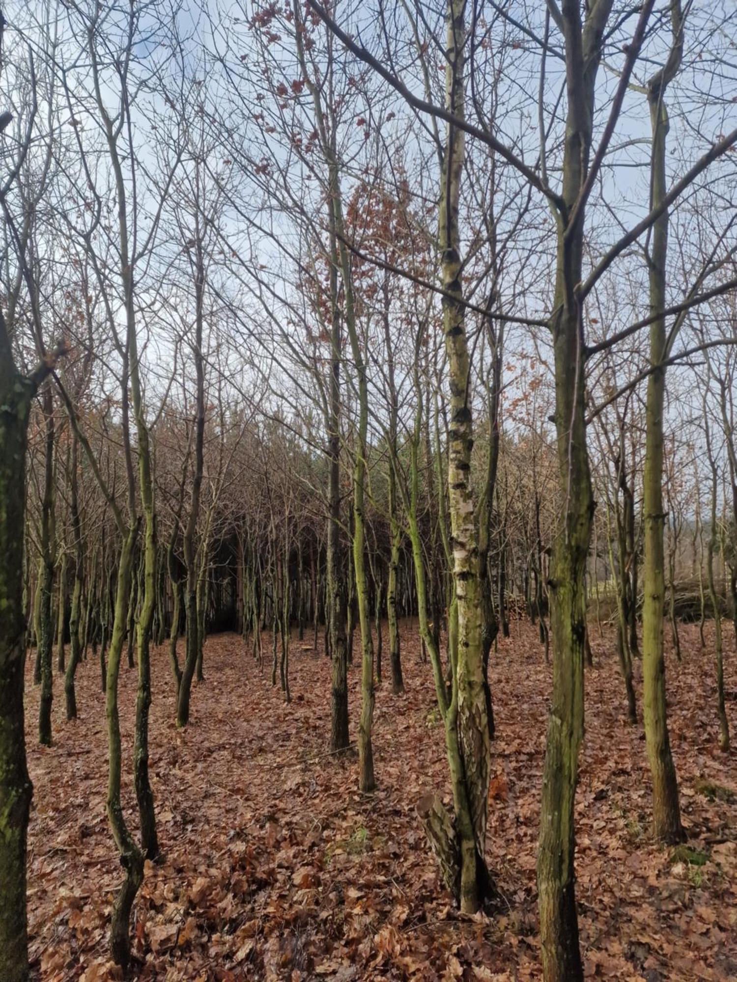 Gospodarstwo Agroturystyczne Borówkowy Bukiet Smaków Iwkowa Exterior foto