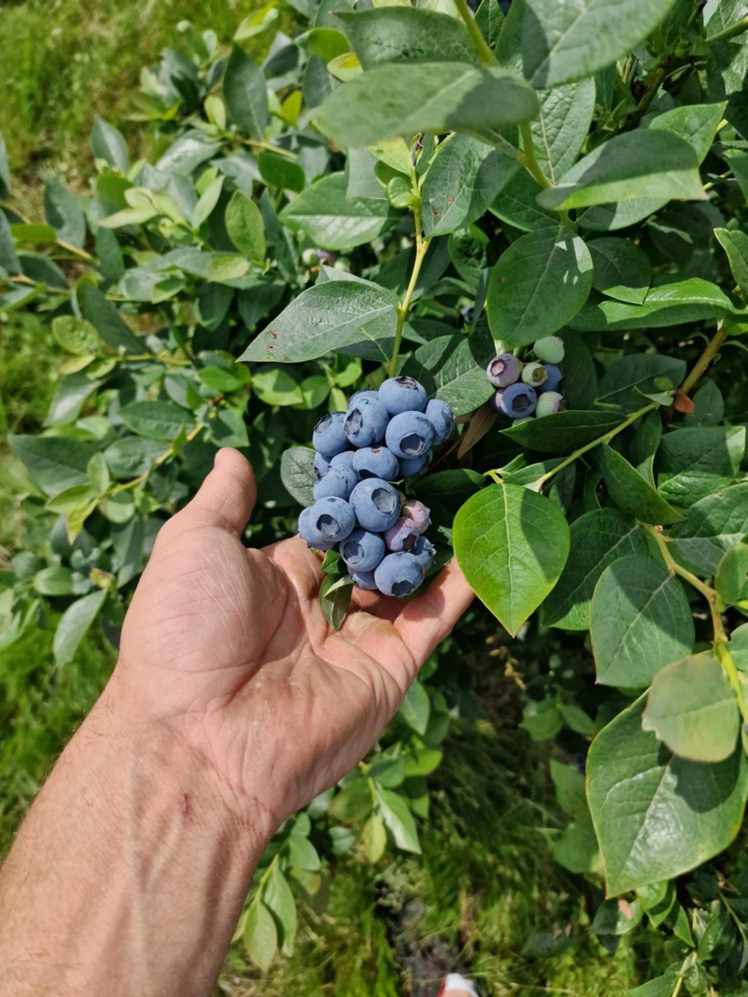 Gospodarstwo Agroturystyczne Borówkowy Bukiet Smaków Iwkowa Exterior foto