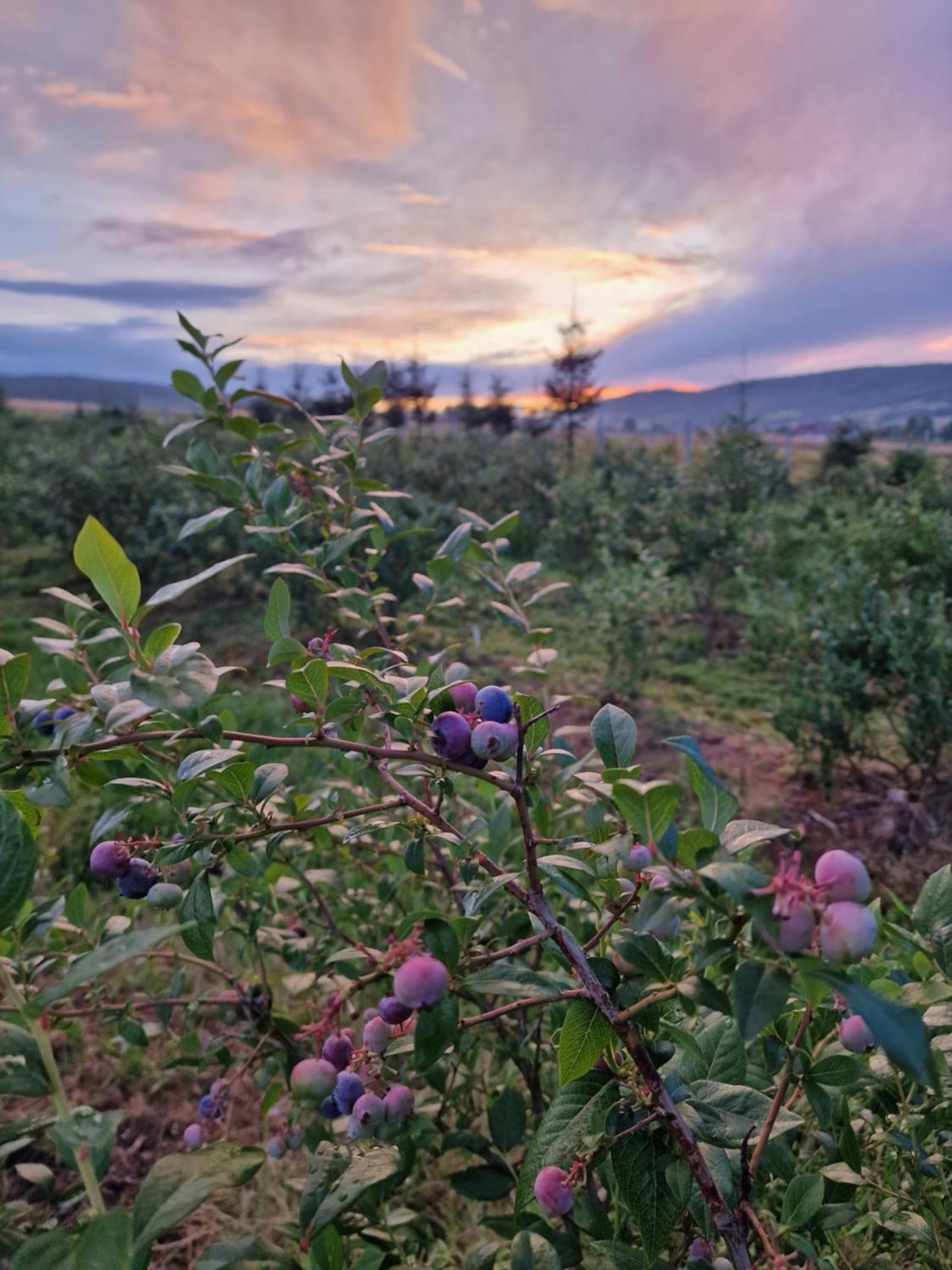Gospodarstwo Agroturystyczne Borówkowy Bukiet Smaków Iwkowa Exterior foto