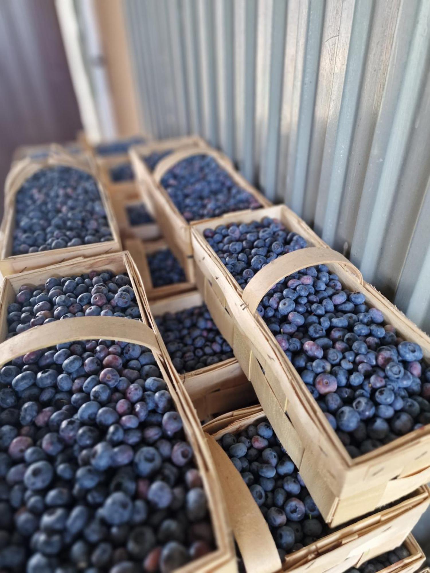 Gospodarstwo Agroturystyczne Borówkowy Bukiet Smaków Iwkowa Exterior foto
